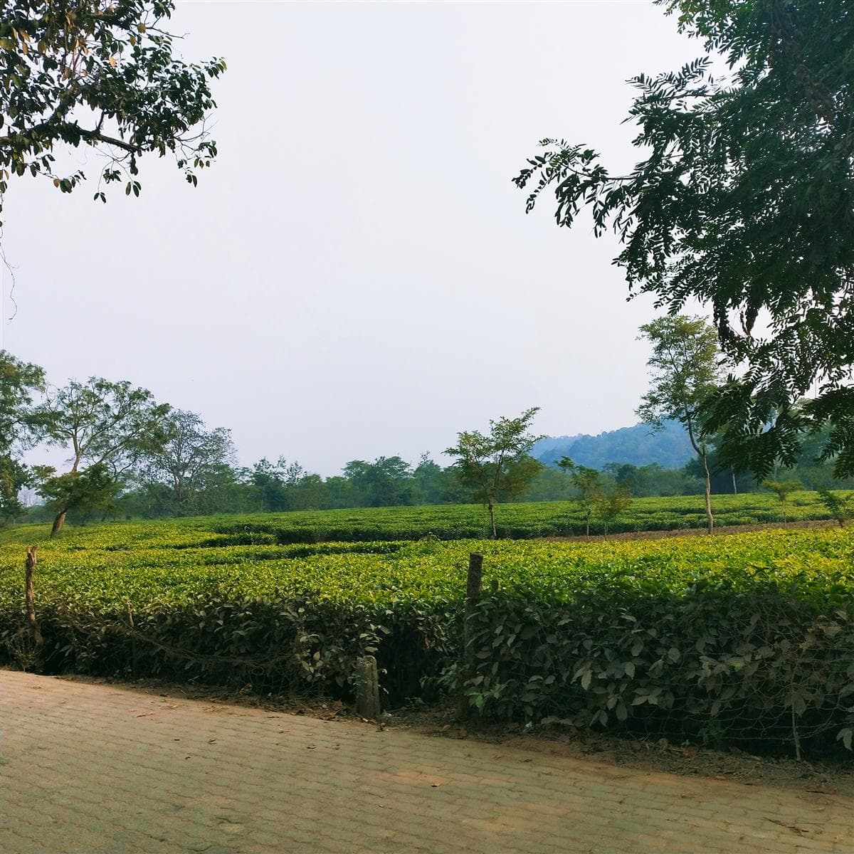 Assam Tea Trail: A Journey Through the Gardens
