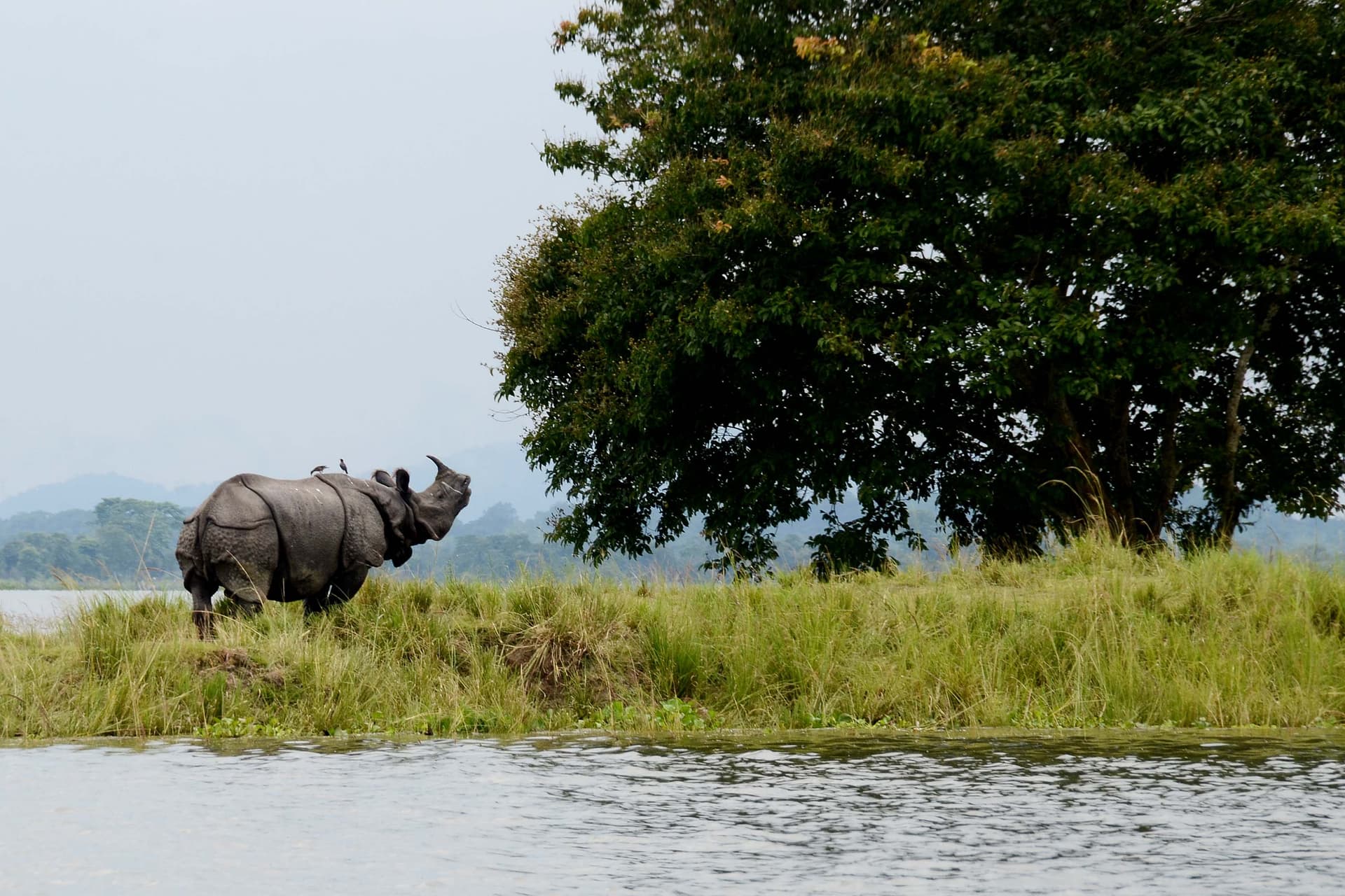 Kaziranga National Park: Land of the One-Horned Rhino